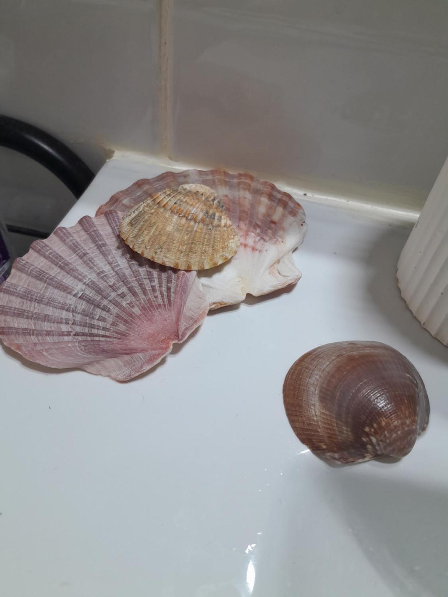Gemuetliches Zimmer "Gold" Fuer 2 Personen Und Katzenliebhaber Valencia Exterior foto