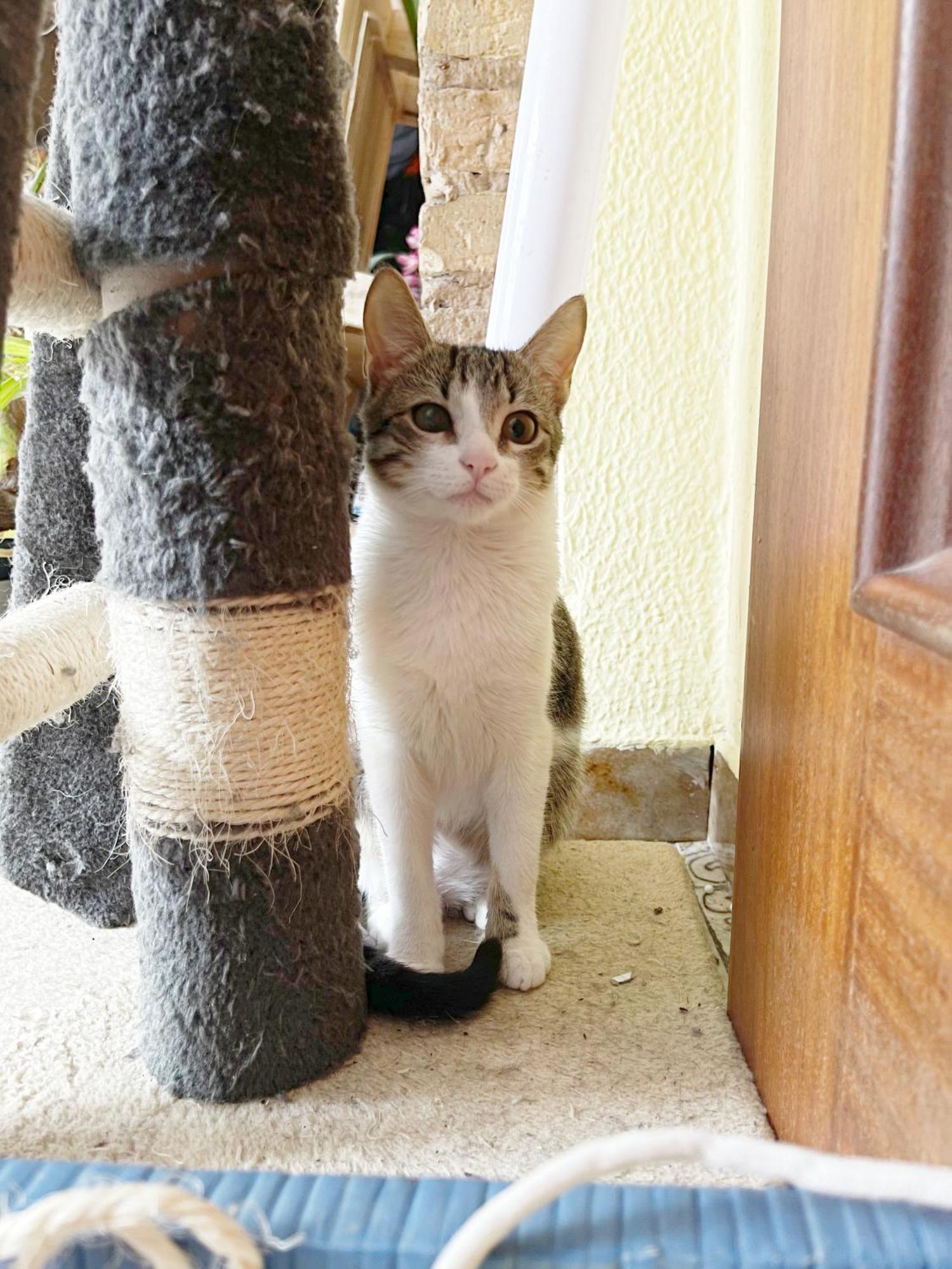 Gemuetliches Zimmer "Gold" Fuer 2 Personen Und Katzenliebhaber Valencia Exterior foto